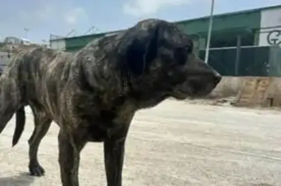 Perdido perro, Jerez de la Frontera, Andalucía - acompañado de una perrita - photo