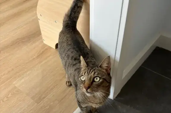 Lost pets Banyule, photo: Lost female cat, St Vigeons Road, 79, Melbourne - brown tabby with white chin