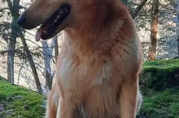 Chien perdu, D 103, Estaing, Cauterets - femelle peureuse - photo