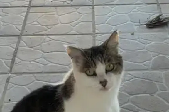 Animaux perdus Paris, photo: Chat perdu, Vendres, Paris - Chonchon mâle blanc et noir