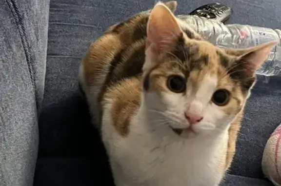 Perdido gato, Calle Fuentezuelas, Priego de Cordoba - pelaje de tres colores - photo