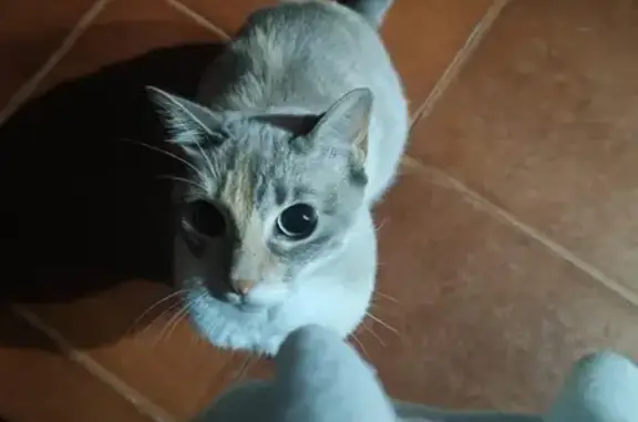 Búsqueda de mascotas, foto: Perdido gato, Calle de los Frailes, Manzanares el Real - tricolor, gris, marrón y blanco