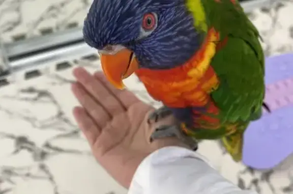 Lost male bird, Logan, Queensland - photo