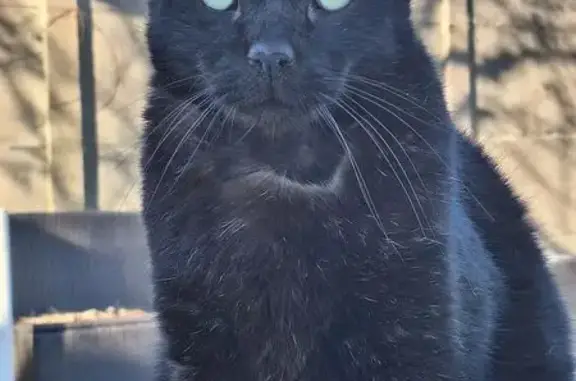 Chat perdu, Saint-Quentin-Fallavier, photo: Chat perdu, Rue de la Jacobee, Trévoux - noir avec yeux verts