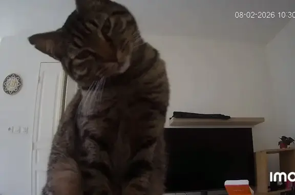 Animaux perdus Nemours, photo: Chat perdu, Avenue Charles Monier, Cesson - petite chatte tigrée