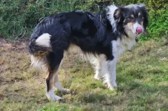 Lost male dog, Murbko Road, Brisbane - tri colour, super friendly - photo