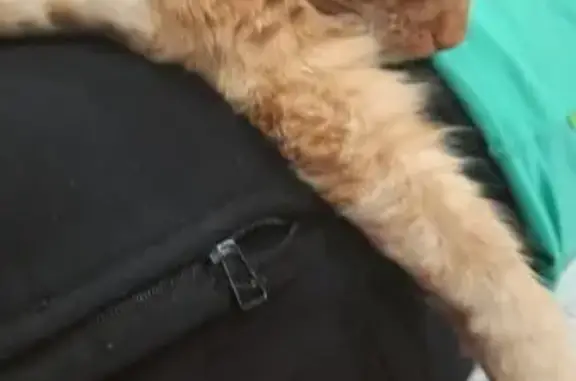 Зникла кішка, Лубни - рудий приблизно 8 років - photo