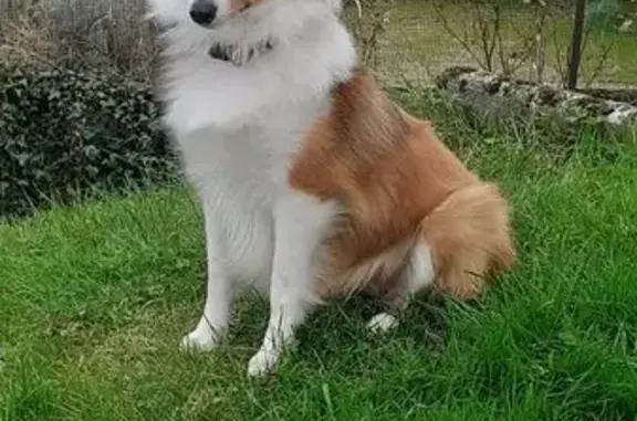 Chien perdu Prémery, photo : Chien perdu, Rue des Chaumes Grand Jean, Prémery - couleur fauve et blanche