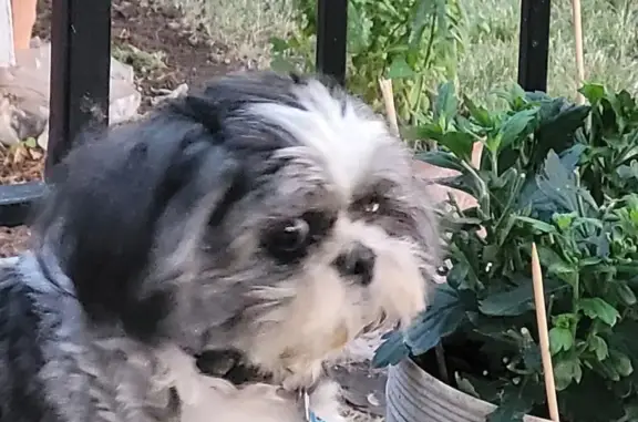 Lost dog, South Lowe Avenue, Chicago - black and white Shih Tzu - photo