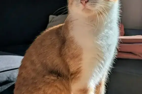 Chat perdu, Talence, photo: Chat perdu, Rue de Suzon, 154, Talence - chaton rousse et blanche