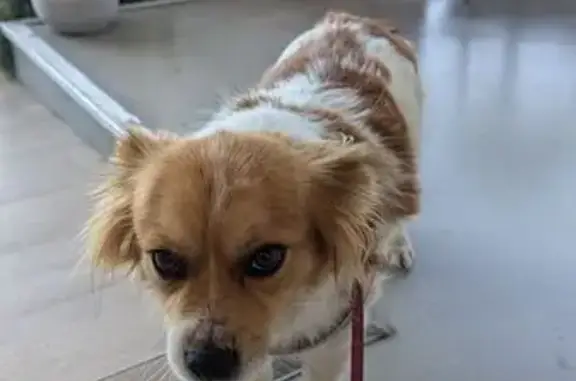 Perro encontrado Alicante, foto: Encontrado perro, CamÍ del Barrancó, Alicante - hembra dócil y gordita