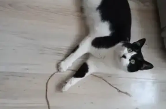 Animaux perdus Saussan, photo: Chat perdu, Allée des Romieux, Saussan - tache noire sur la truffe