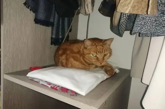 Animaux trouvés Talence, photo: Chat trouvé, Talence (ff590012)