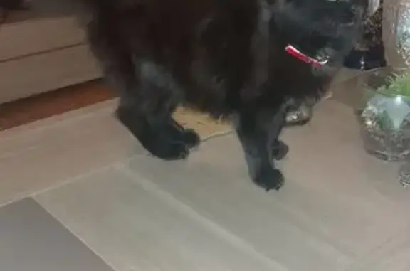 Chat perdu, Lormont - femelle noire 10 mois - photo