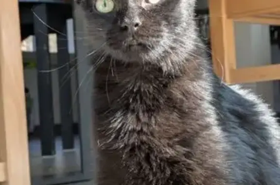 Chat perdu, Le Coin, 80, Job - femelle noire avec ventre rasé - photo