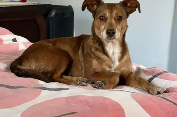 Perdido perro hembra, Paredes de Laraño, Santiago de Compostela - castrada y sociable con perros - photo