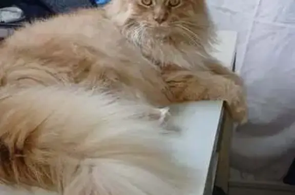 Animaux perdus Melun, photo: Chat perdu, D 605, Melun - Maine Coon roux