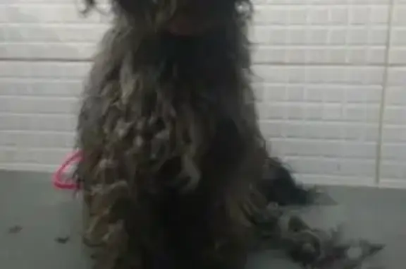 Cachorro perdido Macho (brl002644) - photo