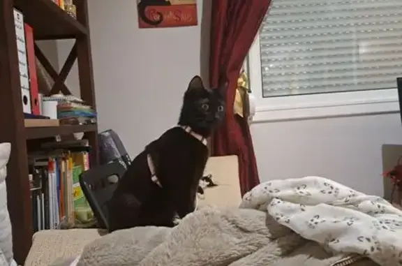 Es una gatita de color negro y ojos verdes/amarillentos, pequeña (de unos 7 meses) y esta recien operada. Asi que tiene una cicatriz en la barriga y la pata izquiera rapada. Es una gatita muy docil y muy amigable. Aunque seguramente esta asustada y esta escondida. Se perdio en ronda america (rocamar) y la ultima vez fue vista cerca del parque. No lleva chip.