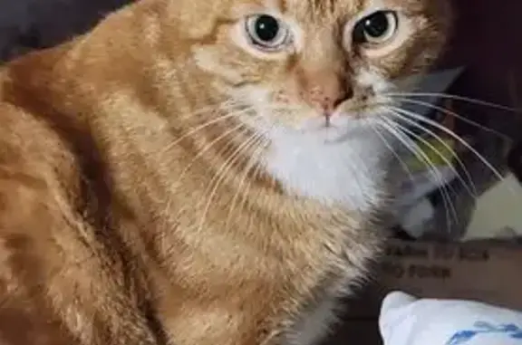 Lost male cat, Northview Lane, Centurion, Johannesburg - ginger with white markings - photo