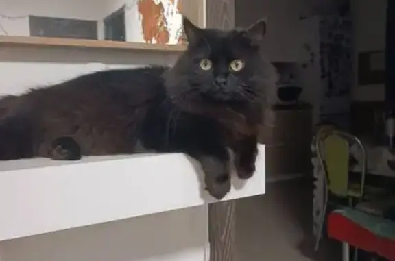 Зникла кішка, вулиця Івана Виговського, Київ - чорний довгошерстий, великі жовті очі - photo