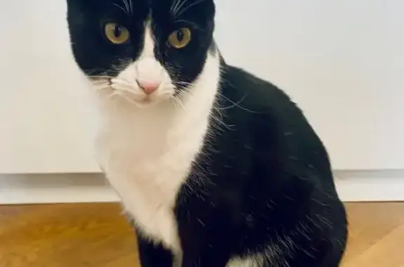 Chat perdu, Vigneux-sur-Seine, photo: Chat perdu, Allée Gustave Eiffel, Issy-les-Moulineaux - mâle noir et blanc