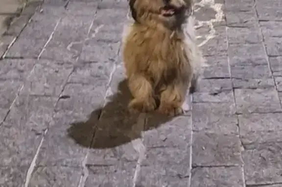 Cachorro encontrado Macho (brf...