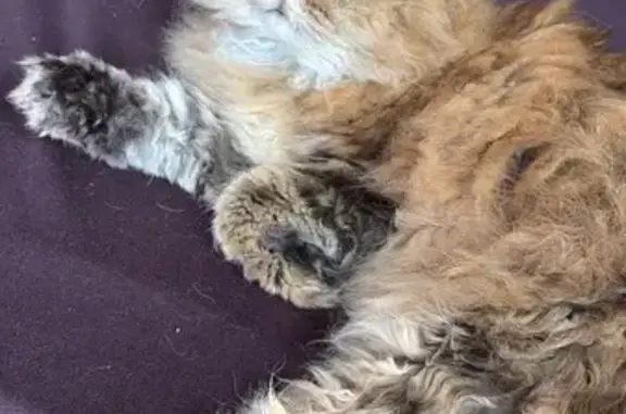 Animaux perdus Paris, photo: Chat perdu, Rue Condorcet, Arras - Selkirk Rex mâle