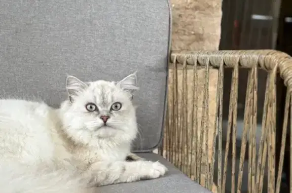 Animaux perdus Paris, photo: Chat perdu, Boulevard Général Leclerc, Mâcon - mâle british long hair