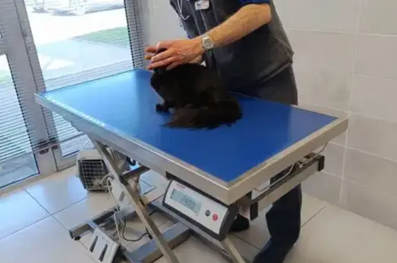 Chat perdu, Toulouse, photo: Chat perdu, Lormont, Toulouse - femelle noire