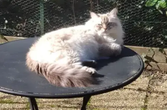 Animaux perdus Grenoble, photo: Chat perdu, Rue du Trident, 8, Grenoble - poils longs blancs/crème