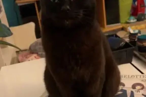 Chat perdu, Pleurtuit - tout noir avec des yeux ronds verts - photo