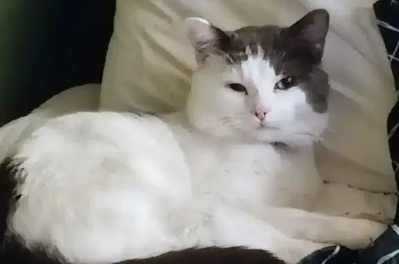 Lost cat, North Derbyshire Avenue, Arlington Heights - grey and white male - photo