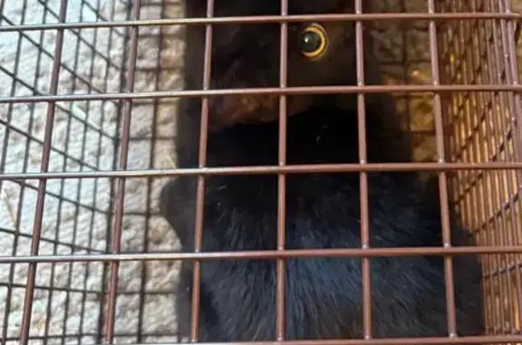 Found cat Keego Harbor, photo: Found female cat, Cass Elizabeth Road, Waterford Township, Keego Harbor