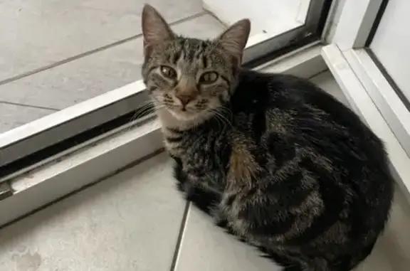 Chat perdu, Sens, photo: Chat perdu, Route de la Vallée du Parc, Les Vallées de la Vanne, Sens - jeune chatte de 8 mois