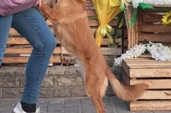 Зникла собака, Київська вулиця, 312, Бровари - ігрива рижа дворняга - photo