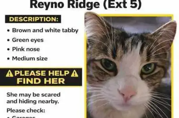 Missing cat Emalahleni, photo: Lost cat, Loftus Versveld Street, Emalahleni - female, brown and white tabby