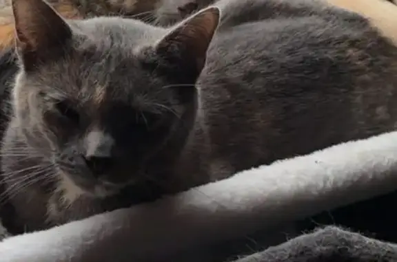 Lost cat, West Douglas Avenue, Jacksonville - female, lavender tortoise shell - photo