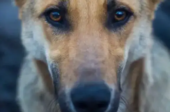 Собаки потеряшки, Житомир, фото: Зникла собака, вулиця Миколи Сціборського, 44, Житомир - рижувата з чорним, добрі очі