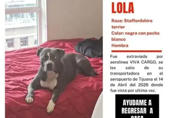 Perdido perro hembra, Aeropuer...