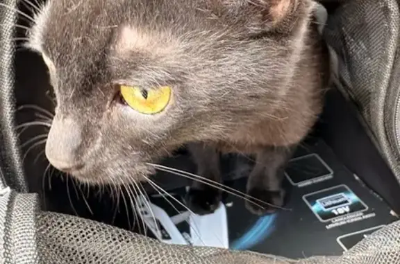 Animaux trouvés Reims, photo: Chat trouvé, Place Sainte-Claire, Reims - petite chatte toute noire