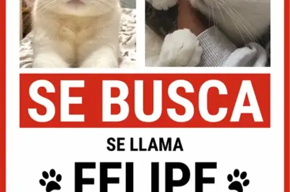 Perdido gato, Praza de Mazarelos, Santiago de Compostela - macho blanco con ojos amarillos - photo