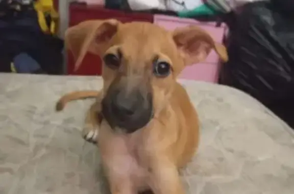 Cachorro encontrado Fêmea (brf...