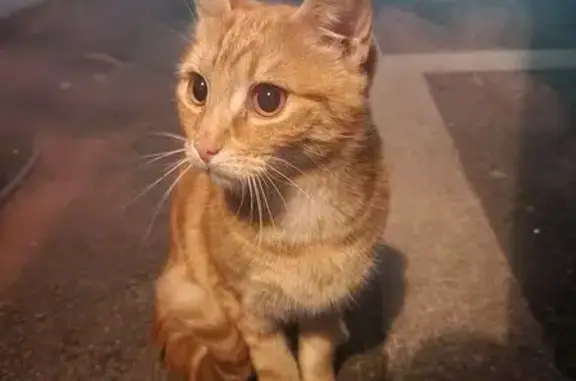 Chat trouvé Bouguenais, photo: Chat trouvé, Rue de la Chabossière, Bouguenais - chaton mâle roux
