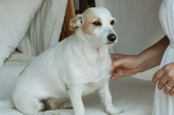 Chien perdu, Sciez, Paris - femelle toute blanche - photo
