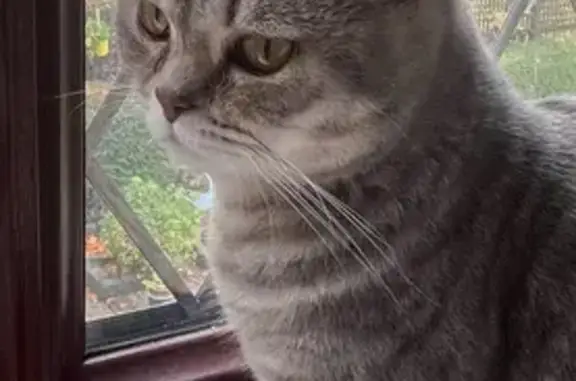 Lost male cat, Back Thurnham Street, Bolton - photo