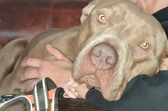 Lost pets Ecorse, photo: Lost dog, 5th Street, Ecorse - female red nose pitbull with heart marking