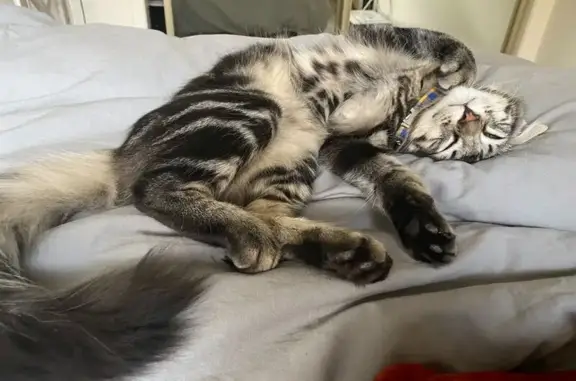 Lost pets Los Angeles, photo: Lost male cat, Califa Street, Los Angeles