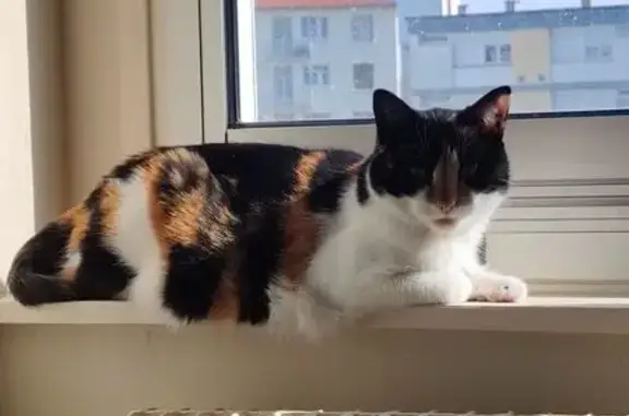 Chat perdu, Boulevard Foch, Le Perreux-sur-Marne - tricolore et très timide - photo