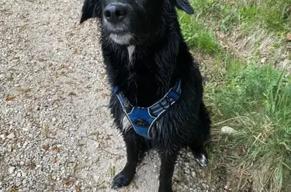 Animaux perdus Carrières-sous-Poissy, photo: Chien perdu, forêt de Belley, Carrières-sous-Poissy - femelle noire avec tache blanche